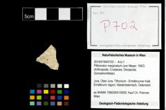 Foto (Objekt + Etikett) von Pithonoton marginatum (von Meyer, 1842)  (NHMW-GEO-2014-0194-0702)